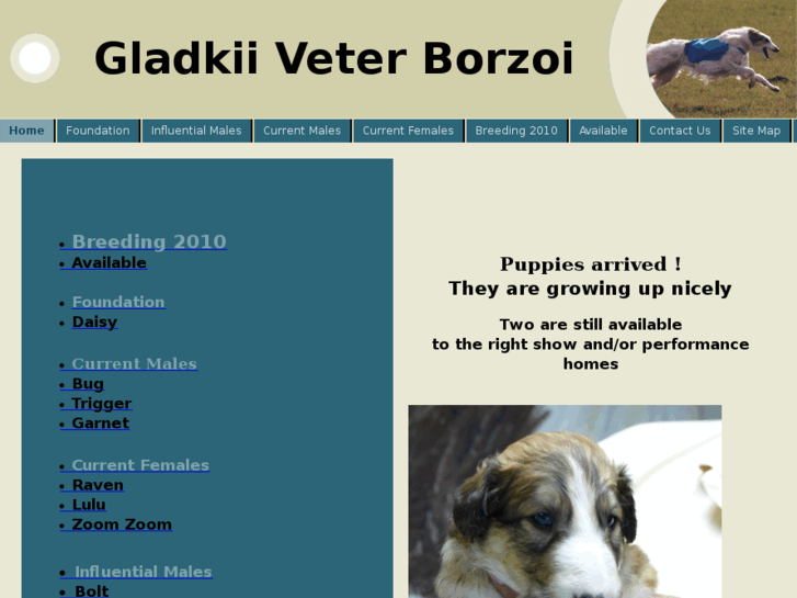 www.gladkiiveterborzoi.com