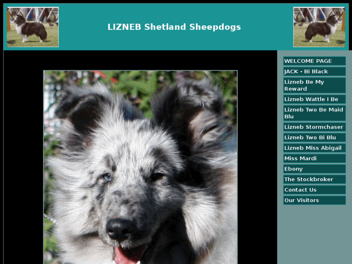 www.liznebshetlandsheepdogs.com