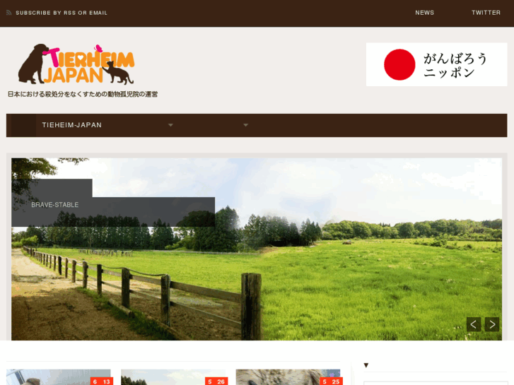 www.tierheim-japan.org