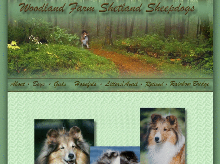 www.woodlandfarmshelties.com