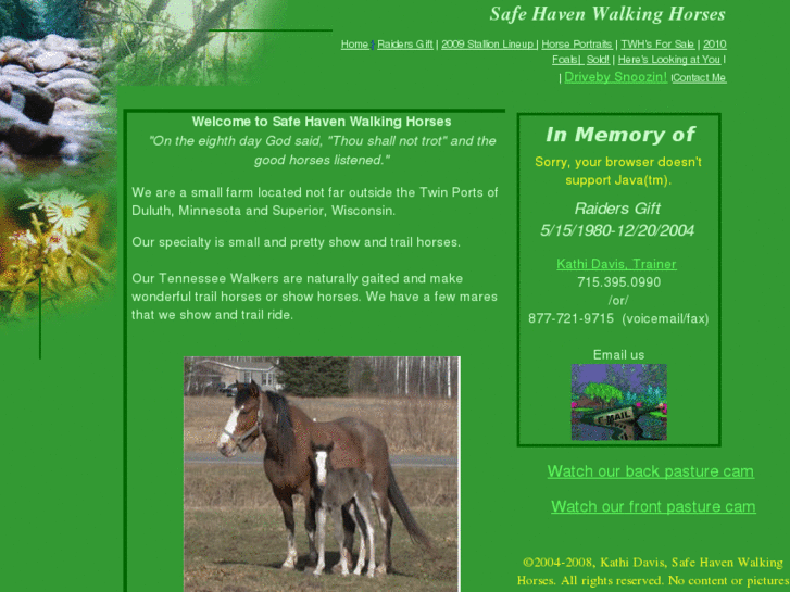 www.safehavenwalkinghorses.com