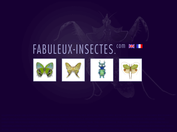 www.fabuleux-insectes.com