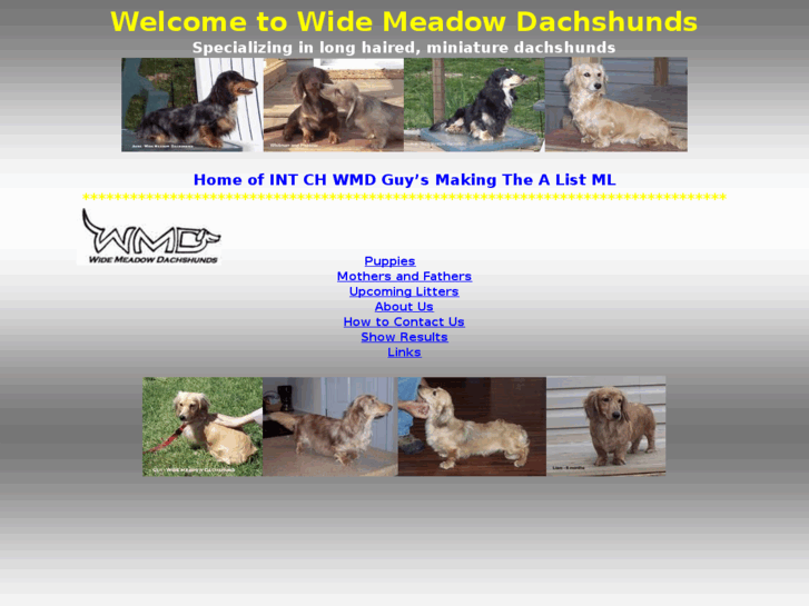 www.widemeadowdachshund.com