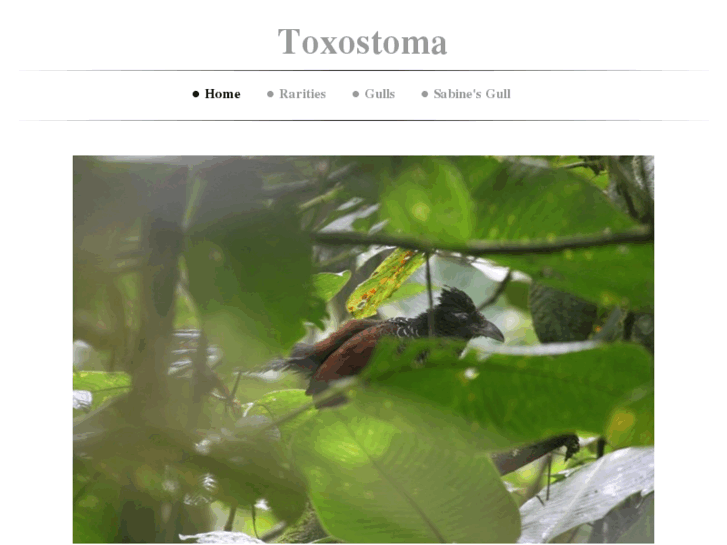 www.toxostoma.com
