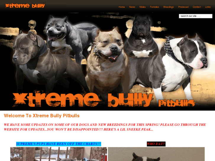 www.xtremebullypitbulls.com