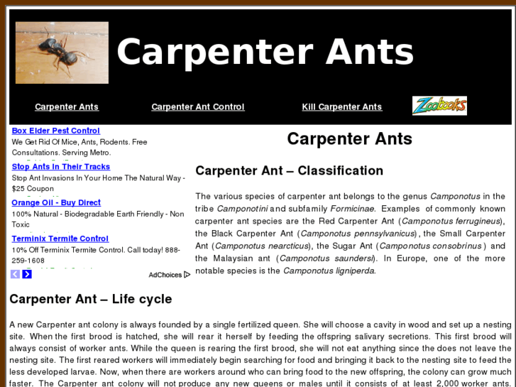 www.carpenter-ants.info