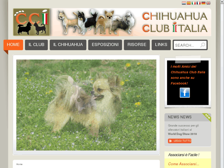 www.chihuahuaclubitalia.com
