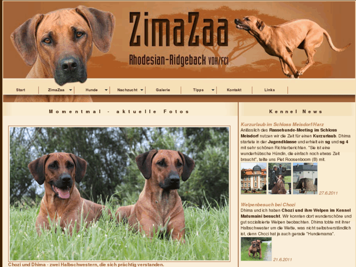 www.zimazaa.de