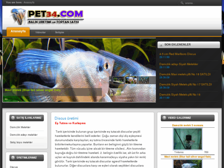 www.pet34.com