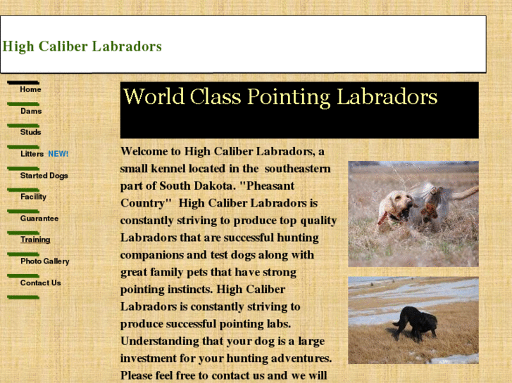www.highcaliberlabradors.com