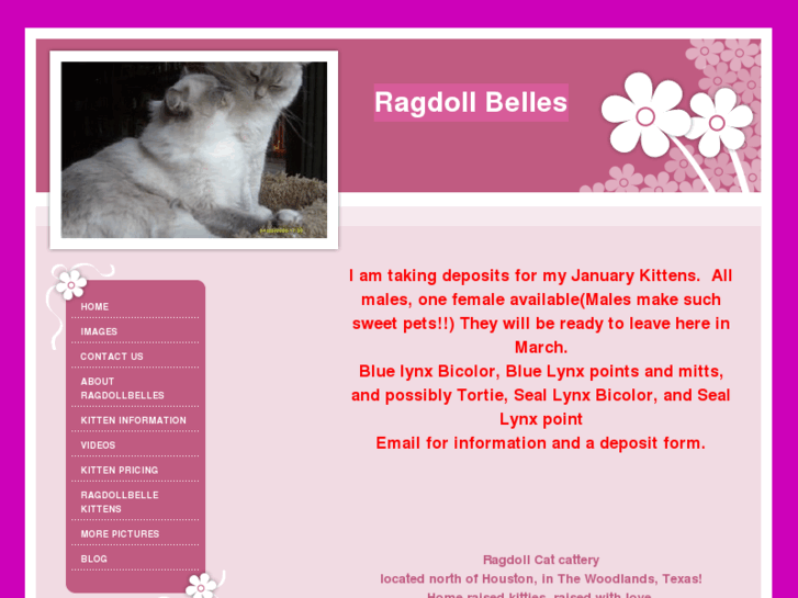 www.ragdollbelles.com