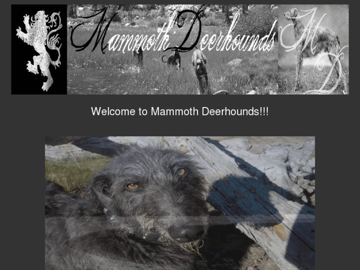 www.mammothdeerhounds.com