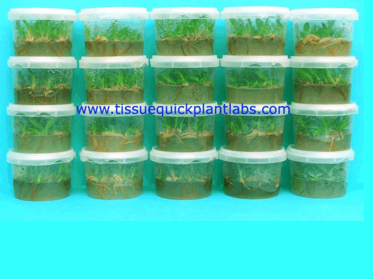 www.tissuequickplantlabs.com