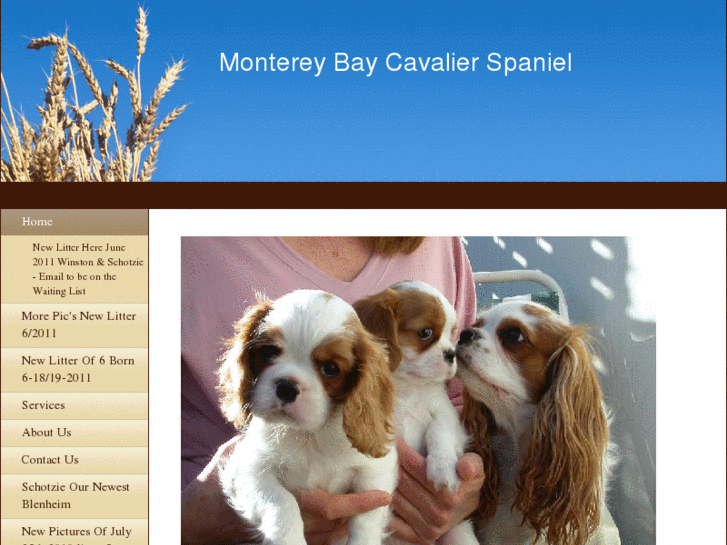 www.montereybaycavalierspaniel.com