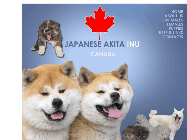 www.akitainueurope.com