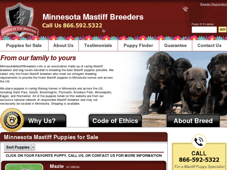 www.minnesotamastiffbreeders.com