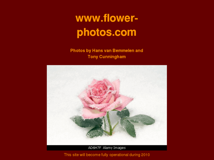 www.flower-photos.com