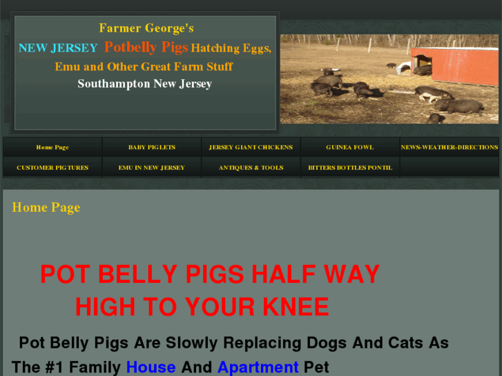 www.farmergeorgepotbellypigs.com
