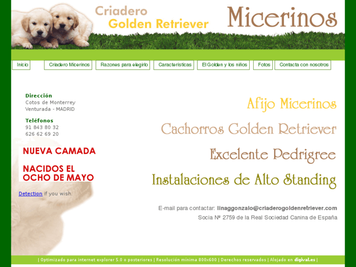 www.criaderogoldenretriever.com