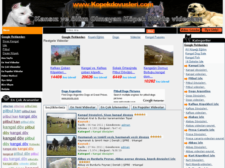kopekdovusleri net kopek dovusu kangal dovusleri kopek dovusu izle pitbul dovusleri izle pitbul dovusu pitbul kavgasi izle dogo argentino dovusleri dogo argentino dogo arjantino kangal dovusu kangal kavgasi pitbul bull terrier bulterier pitbul