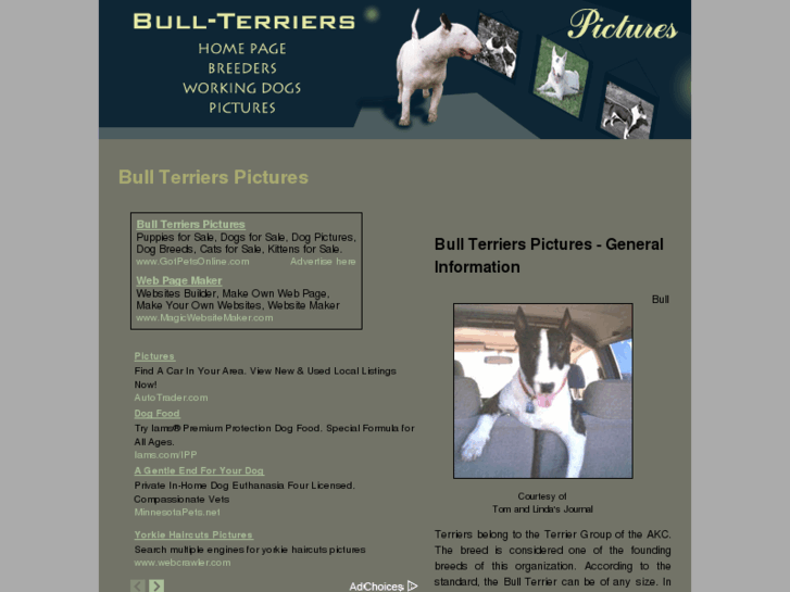 www.bull-terriers-pictures.com