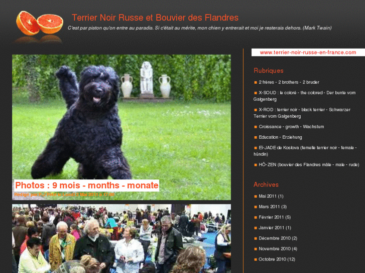 www.terrier-noir-russe-en-france.com