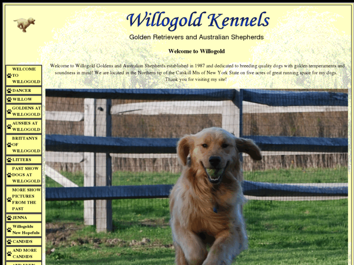 www.willogoldkennels.com