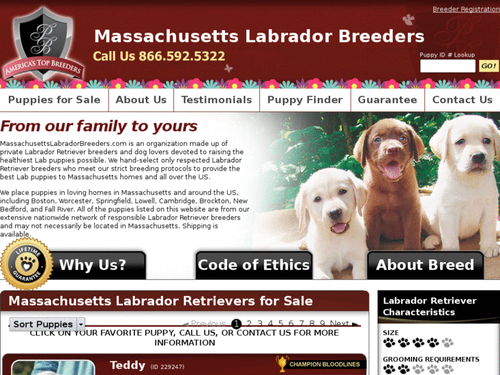 www.massachusettslabradorbreeders.com