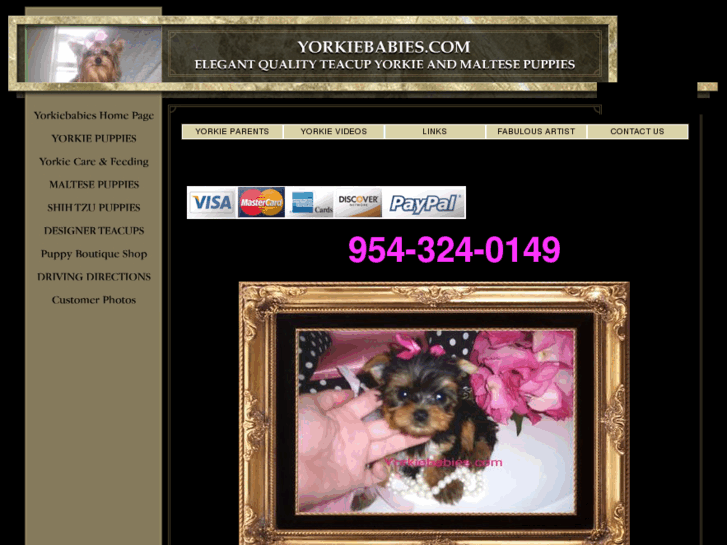 www.yorkiebabies.com