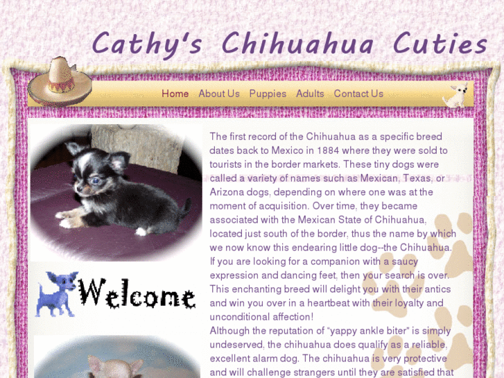 www.chihuahuasaz.com