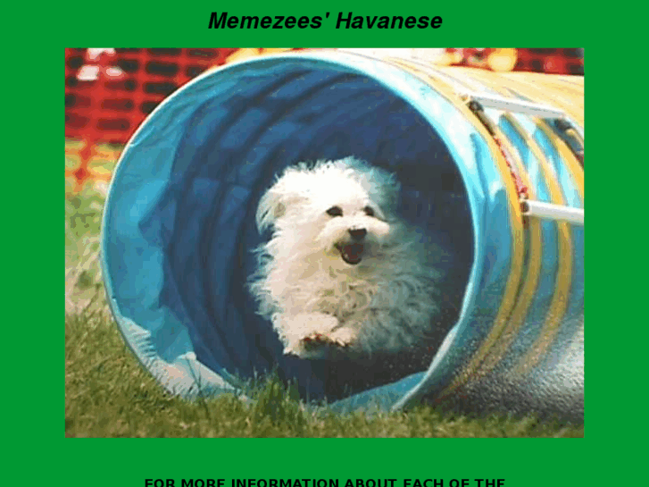 www.havanese.com