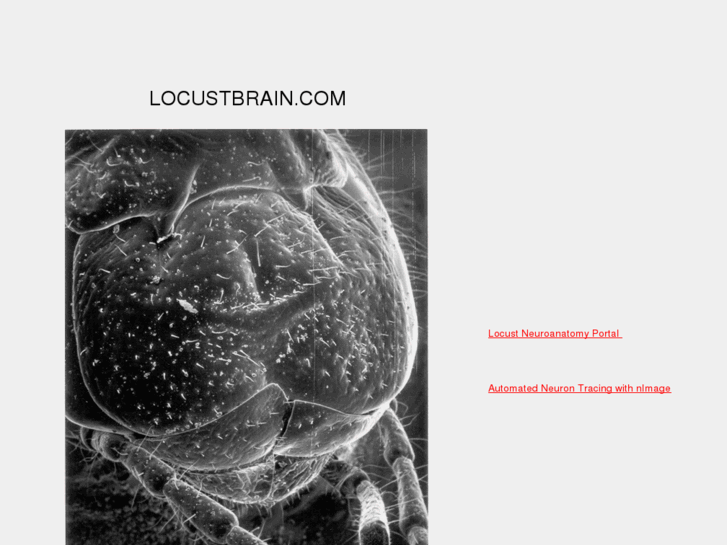 www.locustbrain.com