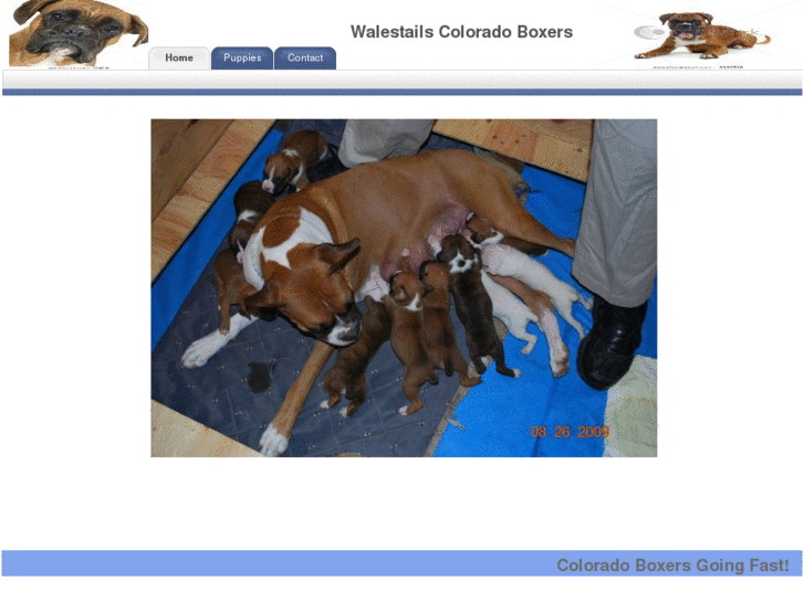 www.coloradoboxerpuppies.com