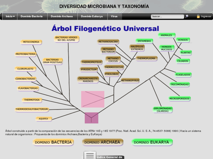 www.filogeniabacteriana.com