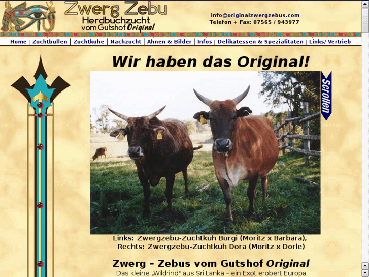 www.originalzwergzebu.com