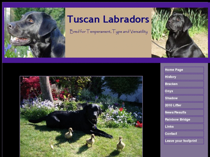 www.tuscanlabradors.com