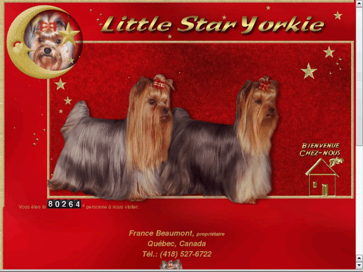 www.littlestaryorkie.com