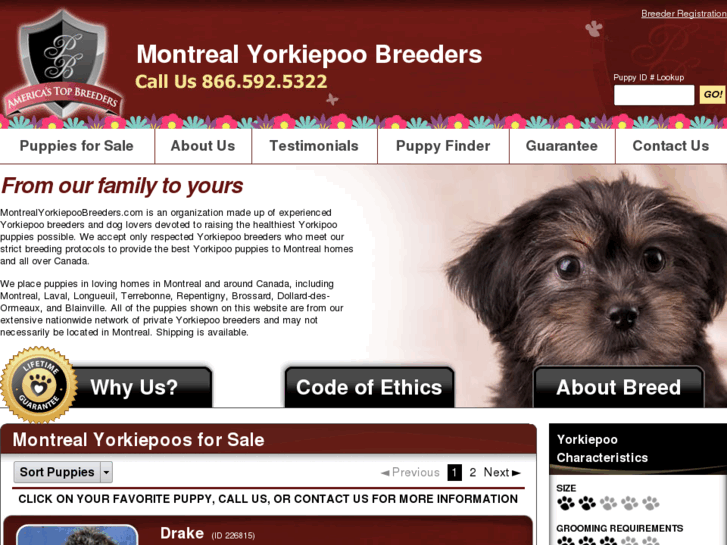 www.montrealyorkiepoobreeders.com