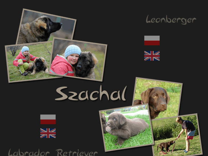 www.leonbergerdog.pl