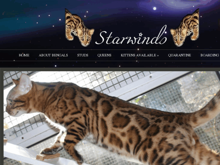 www.starwinds-bengals.com