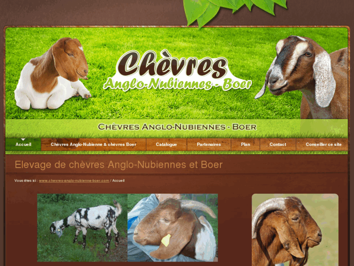 www.chevres-anglo-nubienne-boer.com