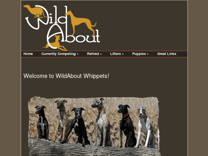 www.wildaboutwhippets.com