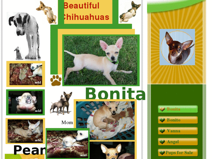 www.beautifulchihuahuas.com