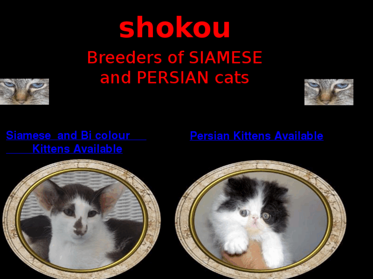 www.shokoucats.com