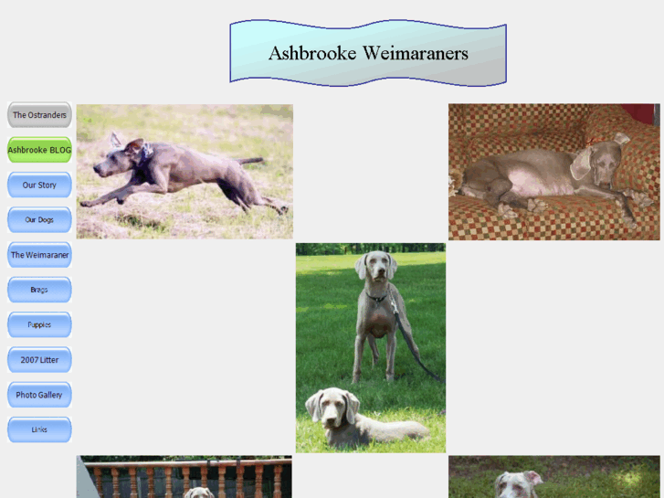 www.ashbrookeweims.com