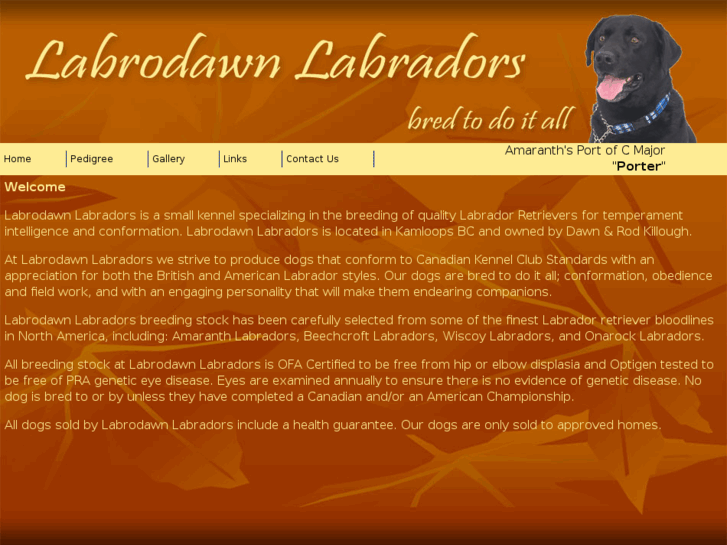 www.labrodawnlabradors.com