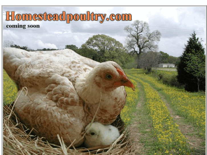 www.homesteadpoultry.com