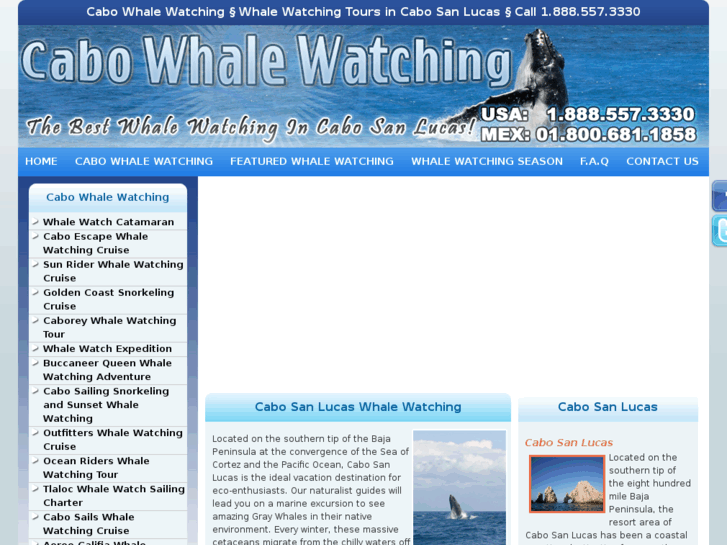 www.cabowhalewatching.net