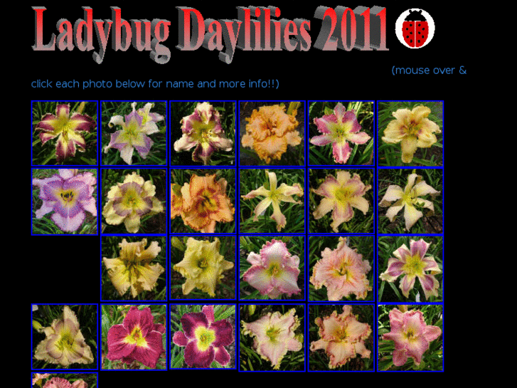 www.ladybugdaylilies.com