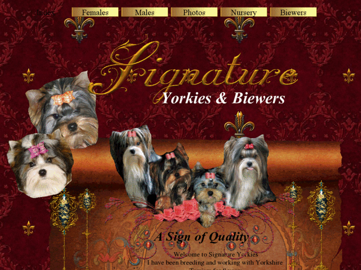 www.signatureyorkiesandbiewers.com